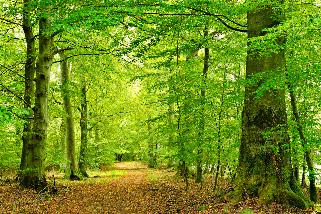 breiter Wanderweg durch einen grünen Buchenwald